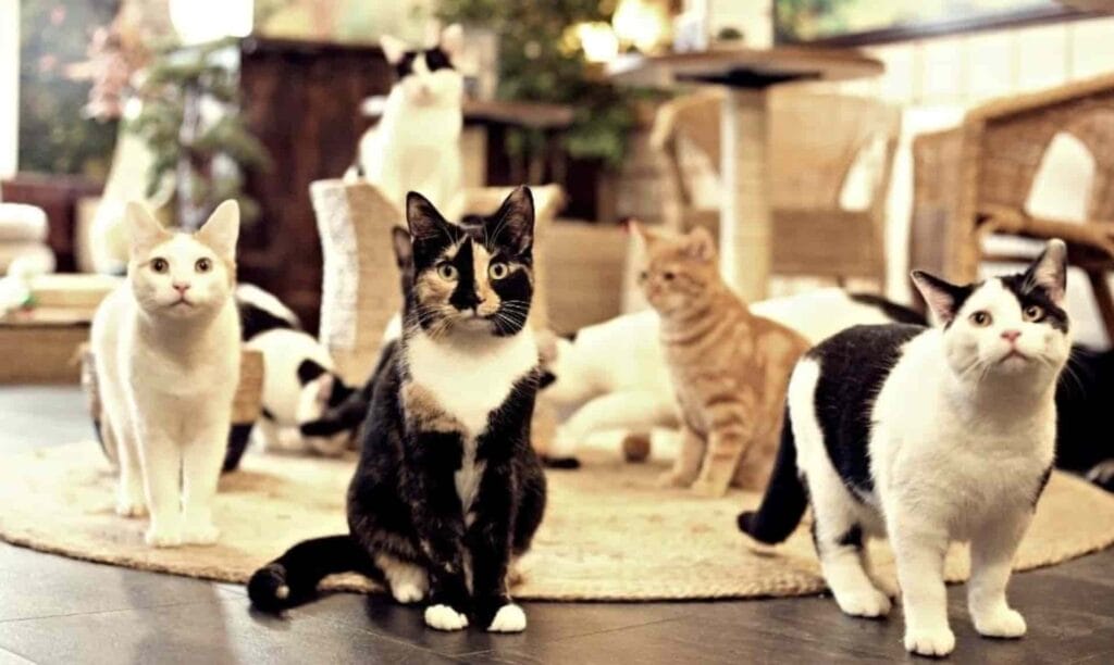 Go on a date at You&Meow, Bristol’s cat café