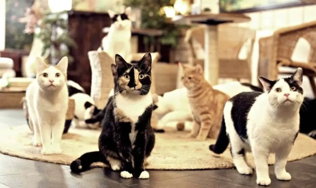 Go on a date at You&Meow, Bristol’s cat café