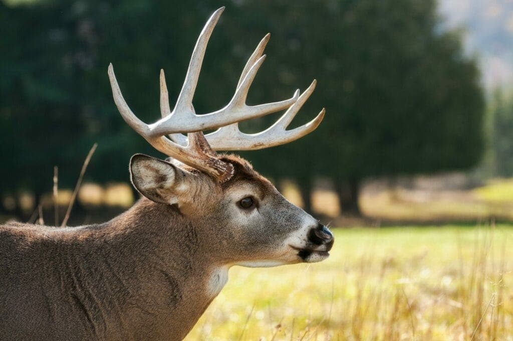 See the deer at Ashton Court