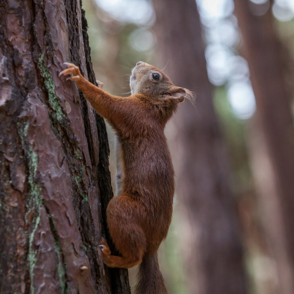 Visit the Wildlife
