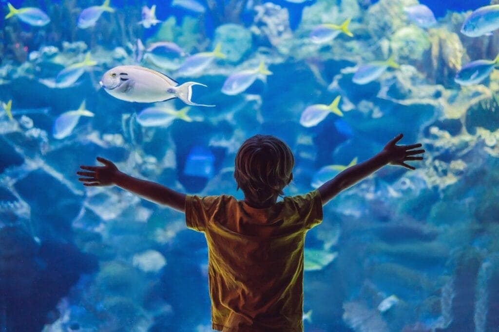 Immerse yourselves amongst sea creatures at the Aquarium