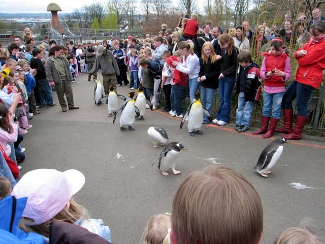 Penguin Parade at the Zoo