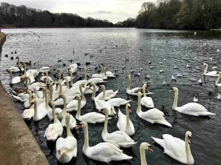 6 of the best parks in Leeds