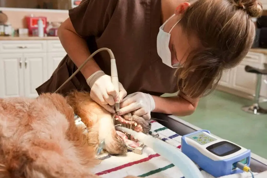 Animal Technician