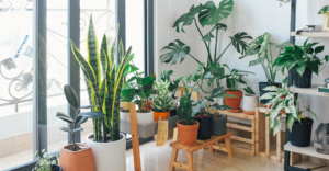 10 of the best plants for university rooms
