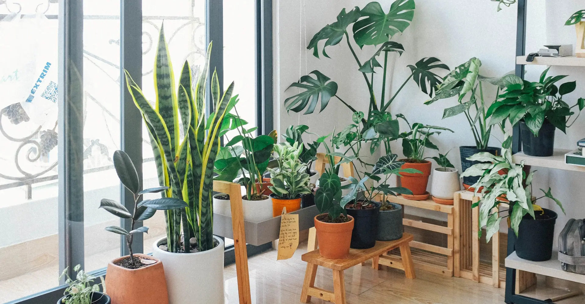 10 of the best plants for university rooms