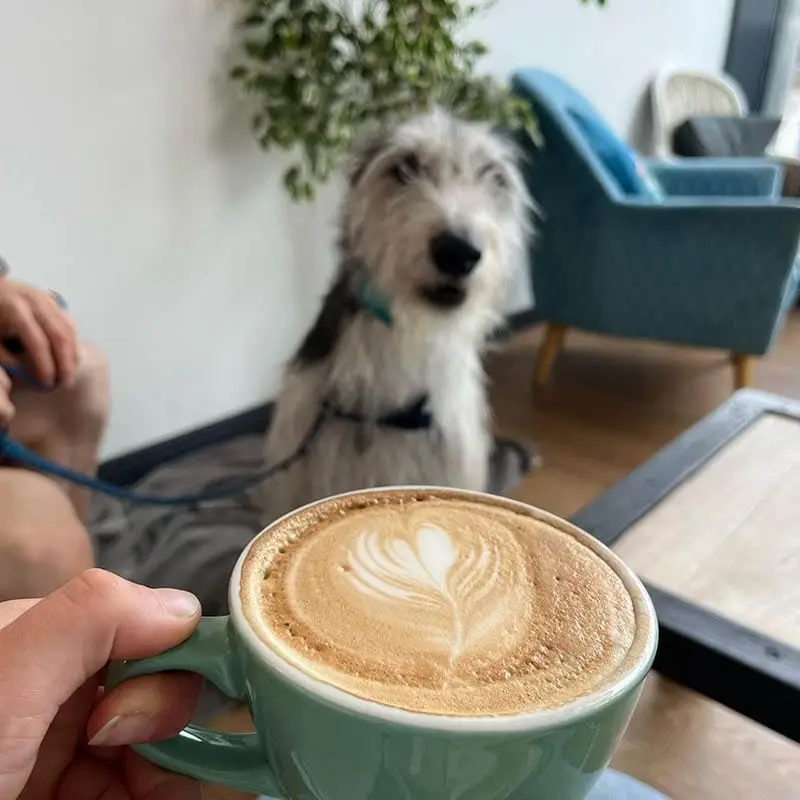 coffee house swansea