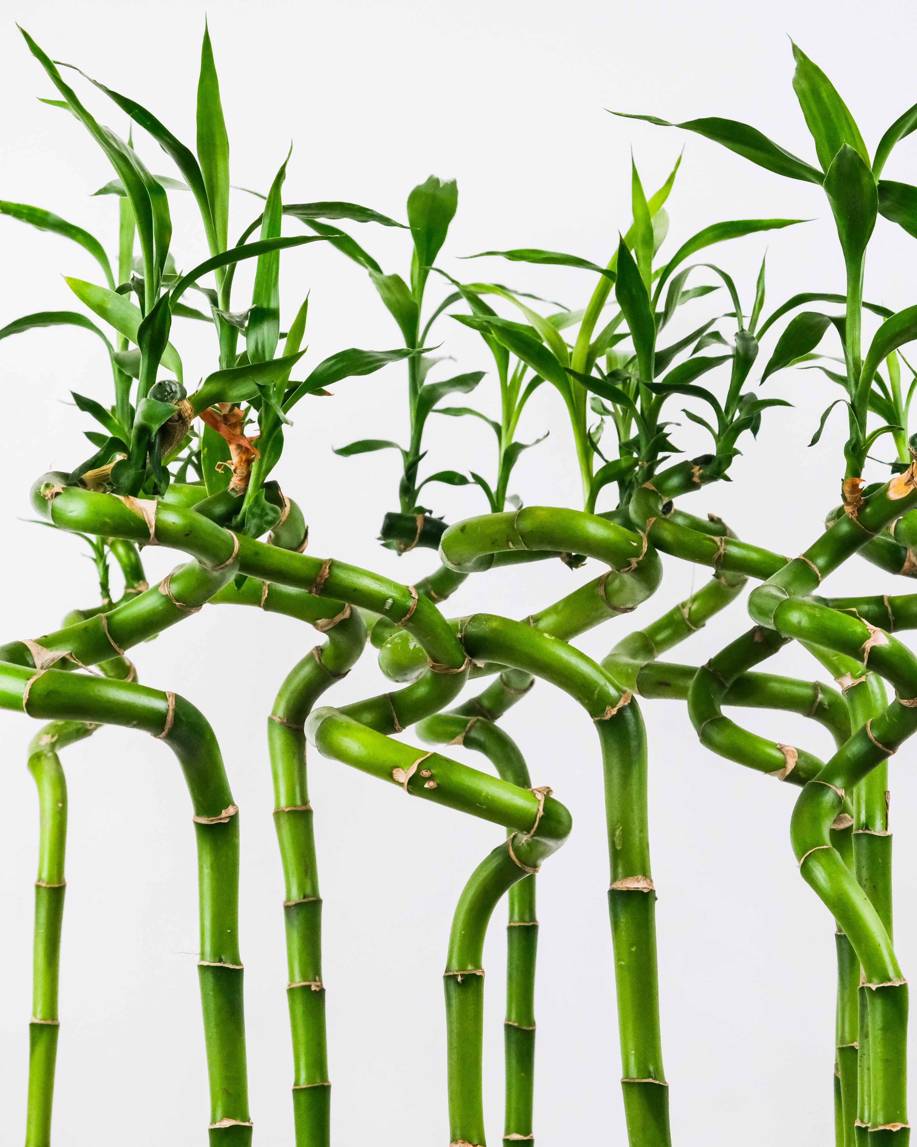 Lucky Bamboo, best plants for university rooms