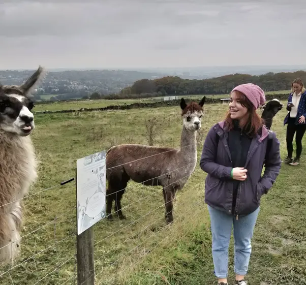 where to see alpacas in sheffield
