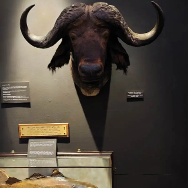 things to do in swansea museum