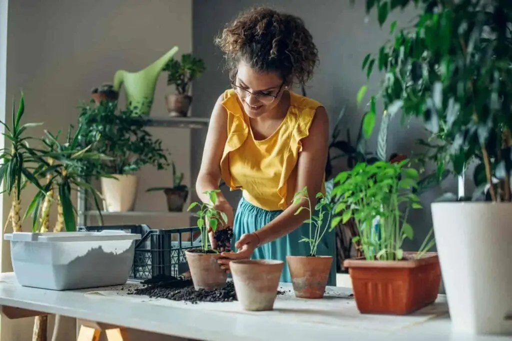 Plant sitting