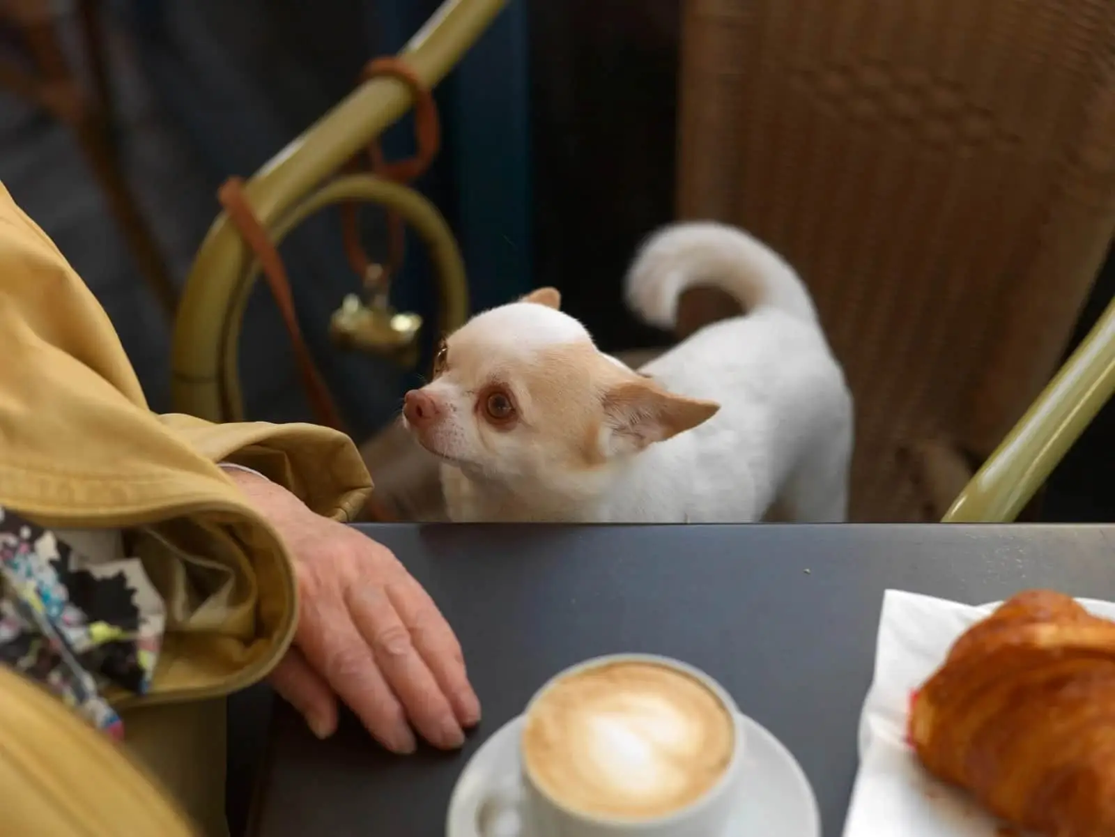 10 dog-friendly cafes in Nottingham