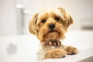 The best dog friendly places in Swansea