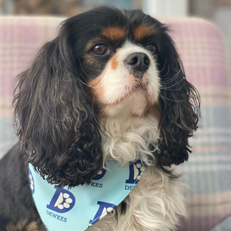 dog friendly cafe swansea