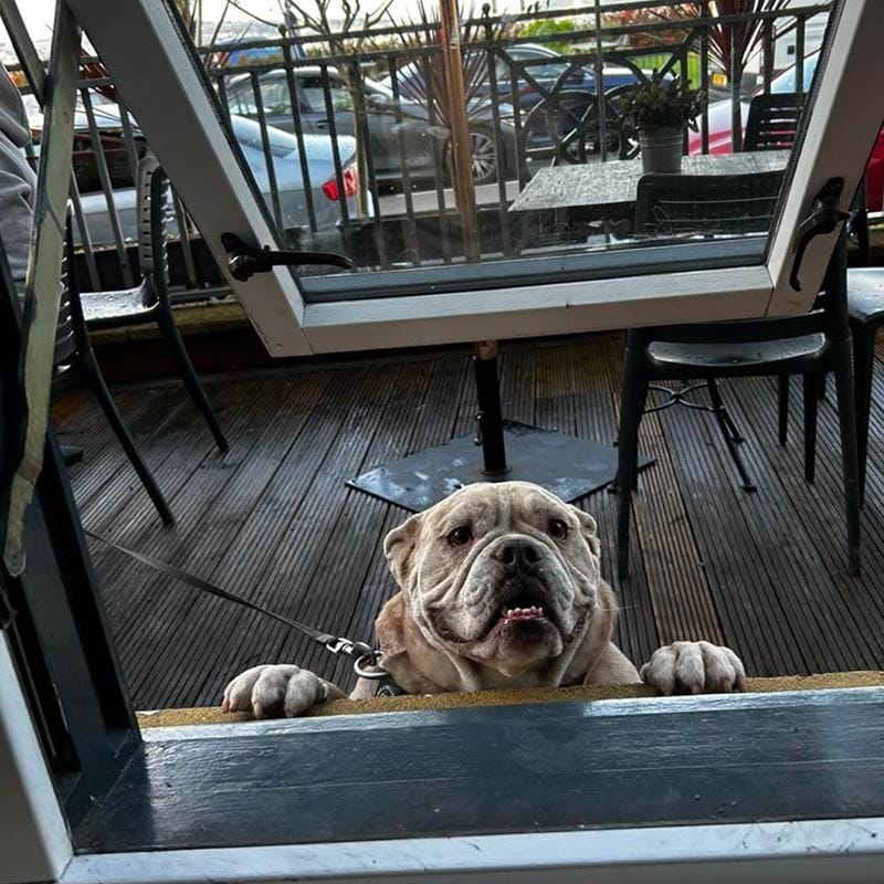 dog friendly restaurants swansea