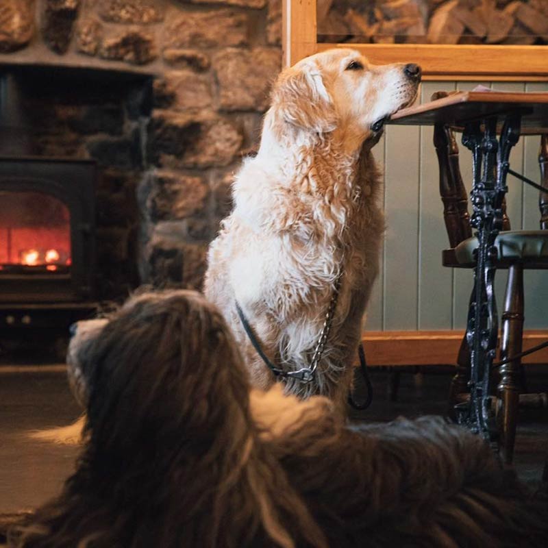 dog friendly pubs swansea