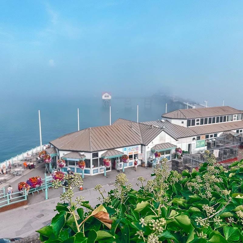 dog friendly places swansea