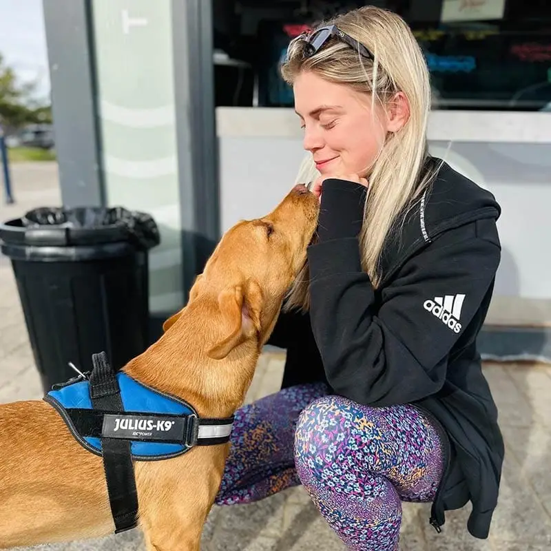 dog friendly places to eat swansea