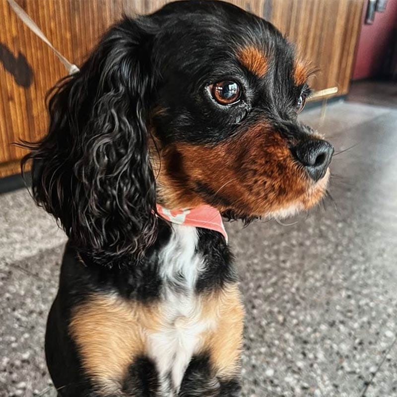 dog friendly bars swansea