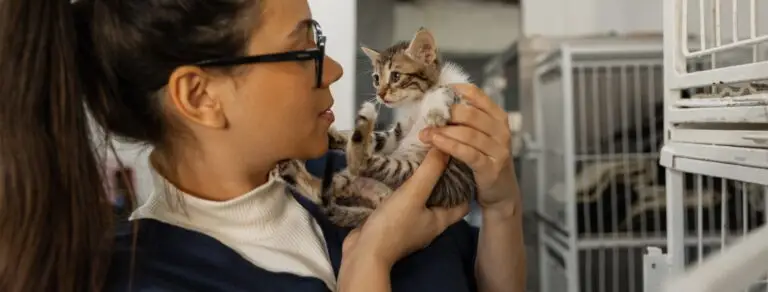 animal volunteering in London