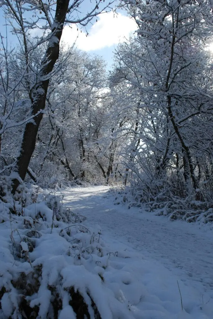 winter scene