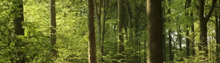 Beechwoods LNR_Christine Newell_23Apr2011 (3)