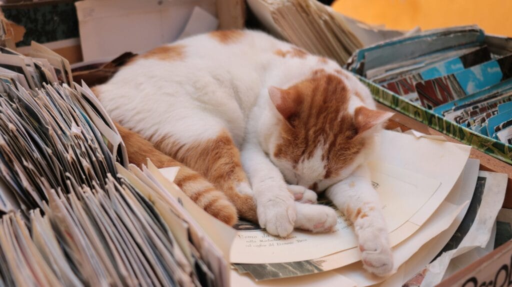 cat sleeping on book pile - student lifestyle habits