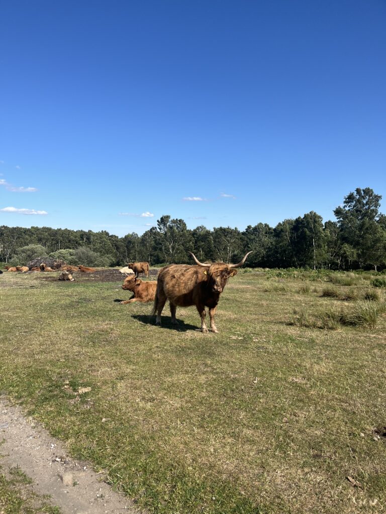 A highland cow in the Peak District