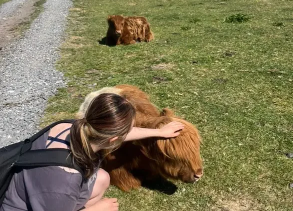 A highland cow at Baslow Edge
