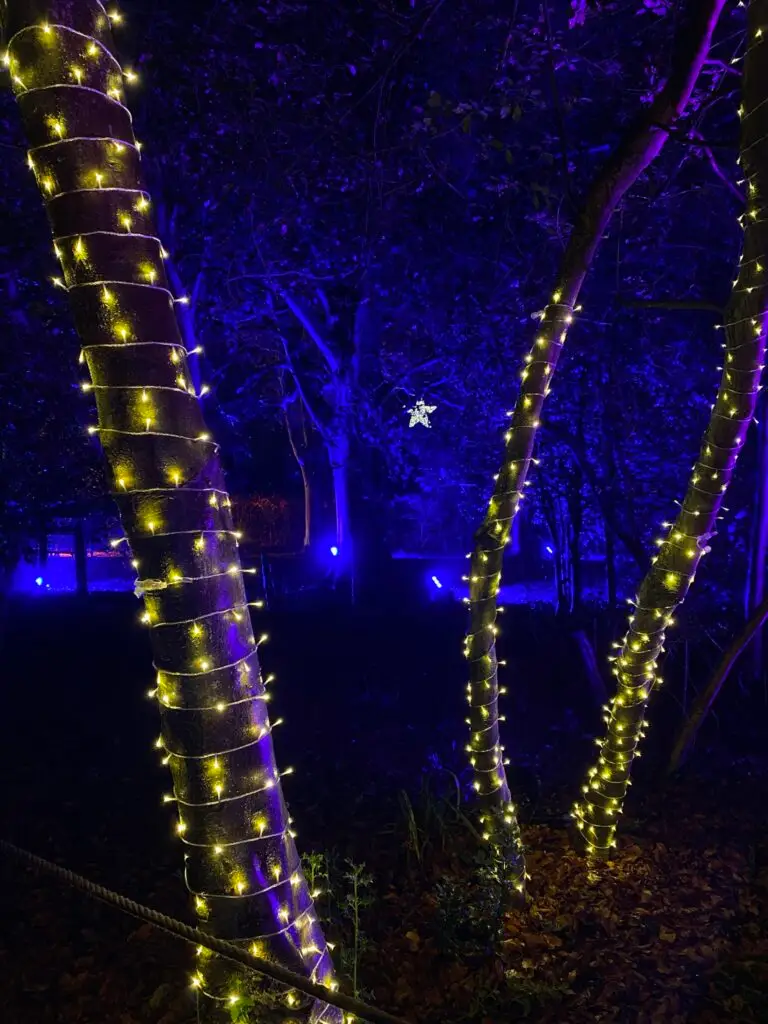 Old Down Country Park Illumination Trail
