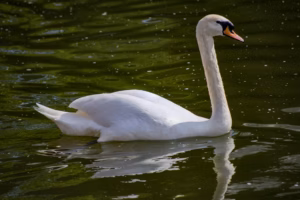 Swan in a park from the best day trips from Leicester