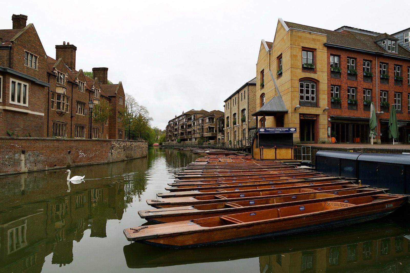 Punts moored on the River Cam in Cambridge
