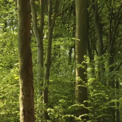 Beechwoods LNR_Christine Newell_23Apr2011 (3)