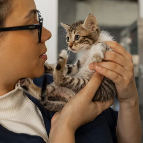 animal volunteering in London