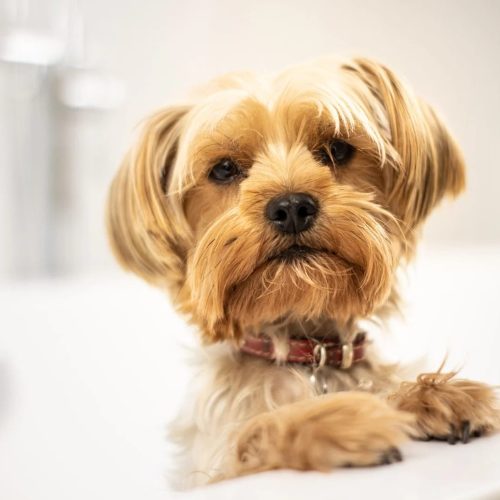 The best dog friendly places in Swansea